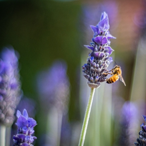 Bienen an Lavendel